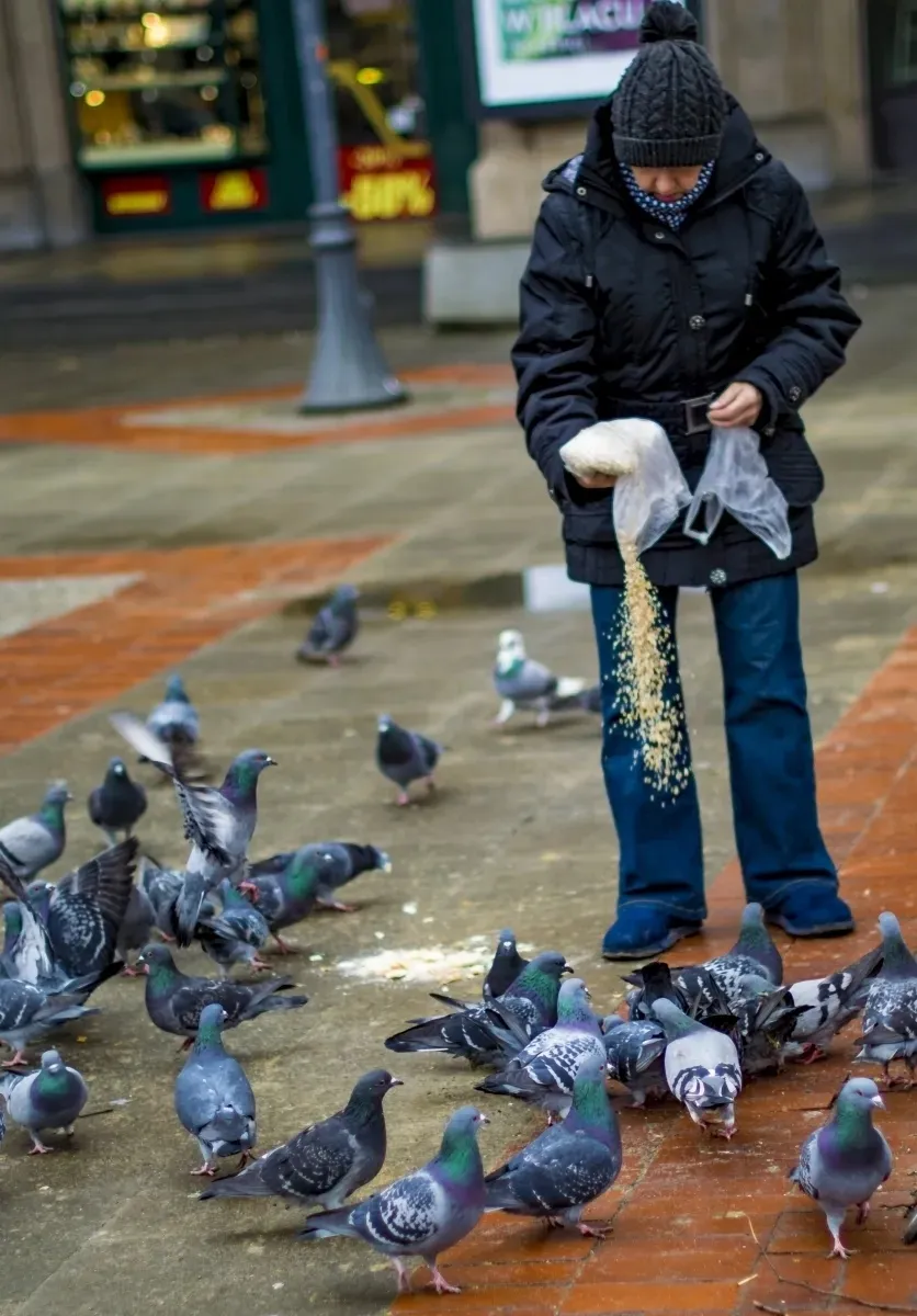 Bundled person feeding pigeons on wet pavement